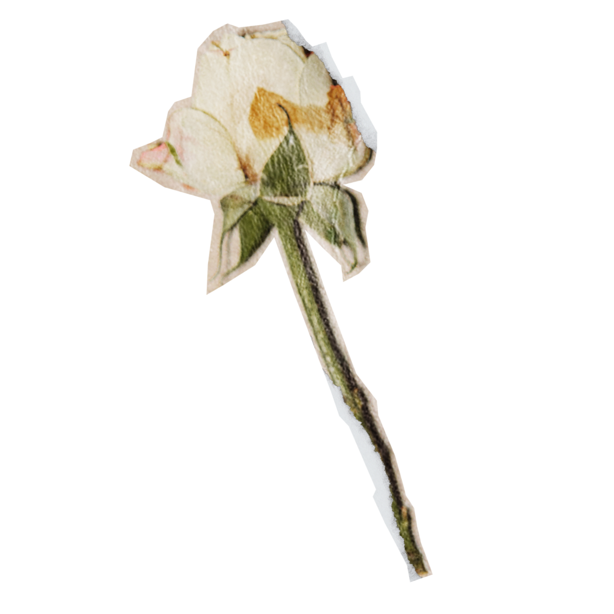 A dried white rosebud with green stem and leaves against a red background.