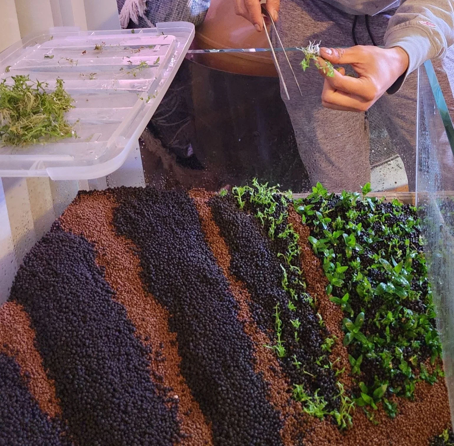 Aquascaping Service.jpg