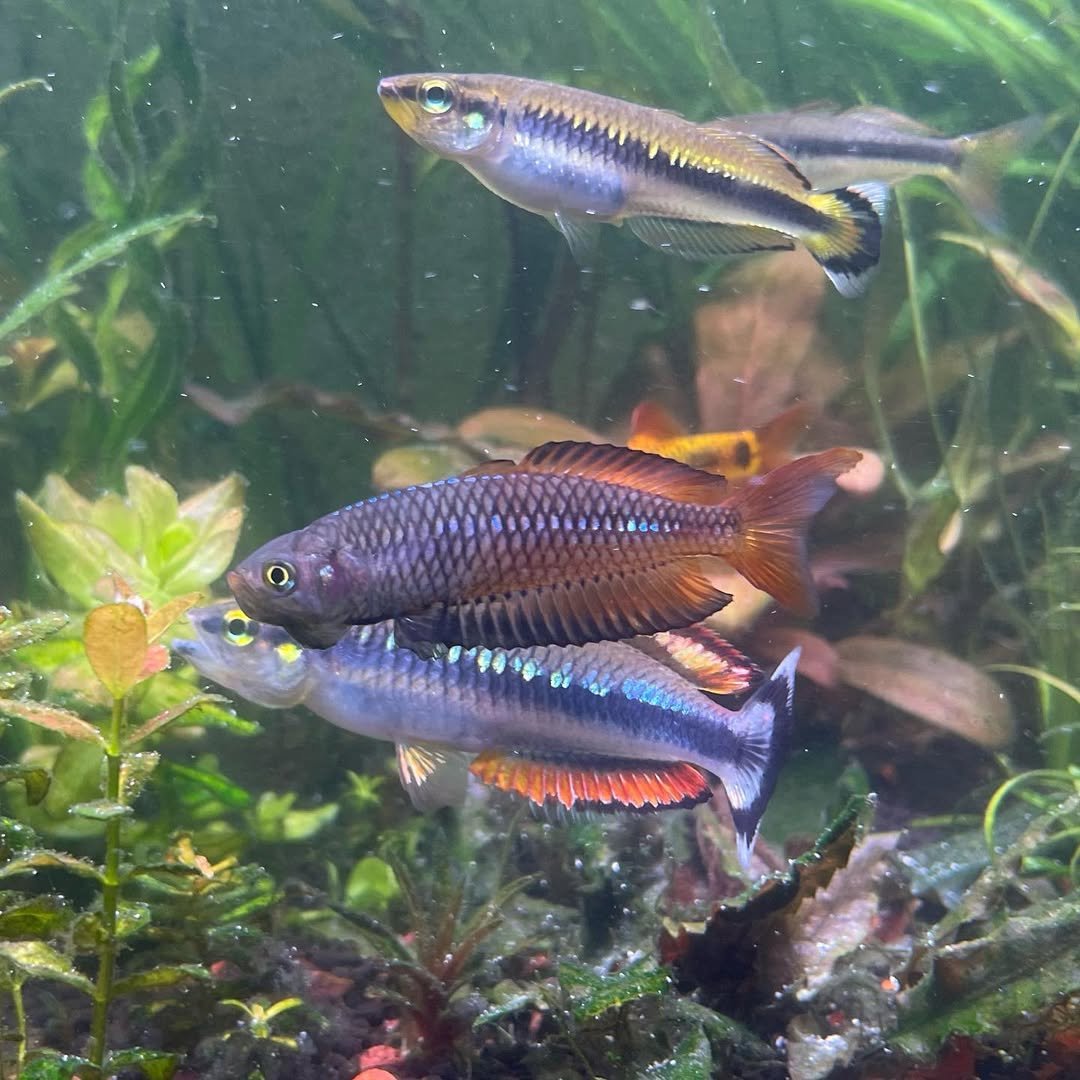 Luke Madagascar Rainbows.jpg