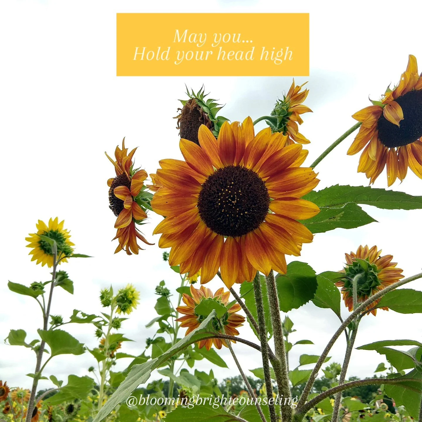 Remember your power and hold your head high.

#mentalhealthawarenessmonth #selflove #confidence