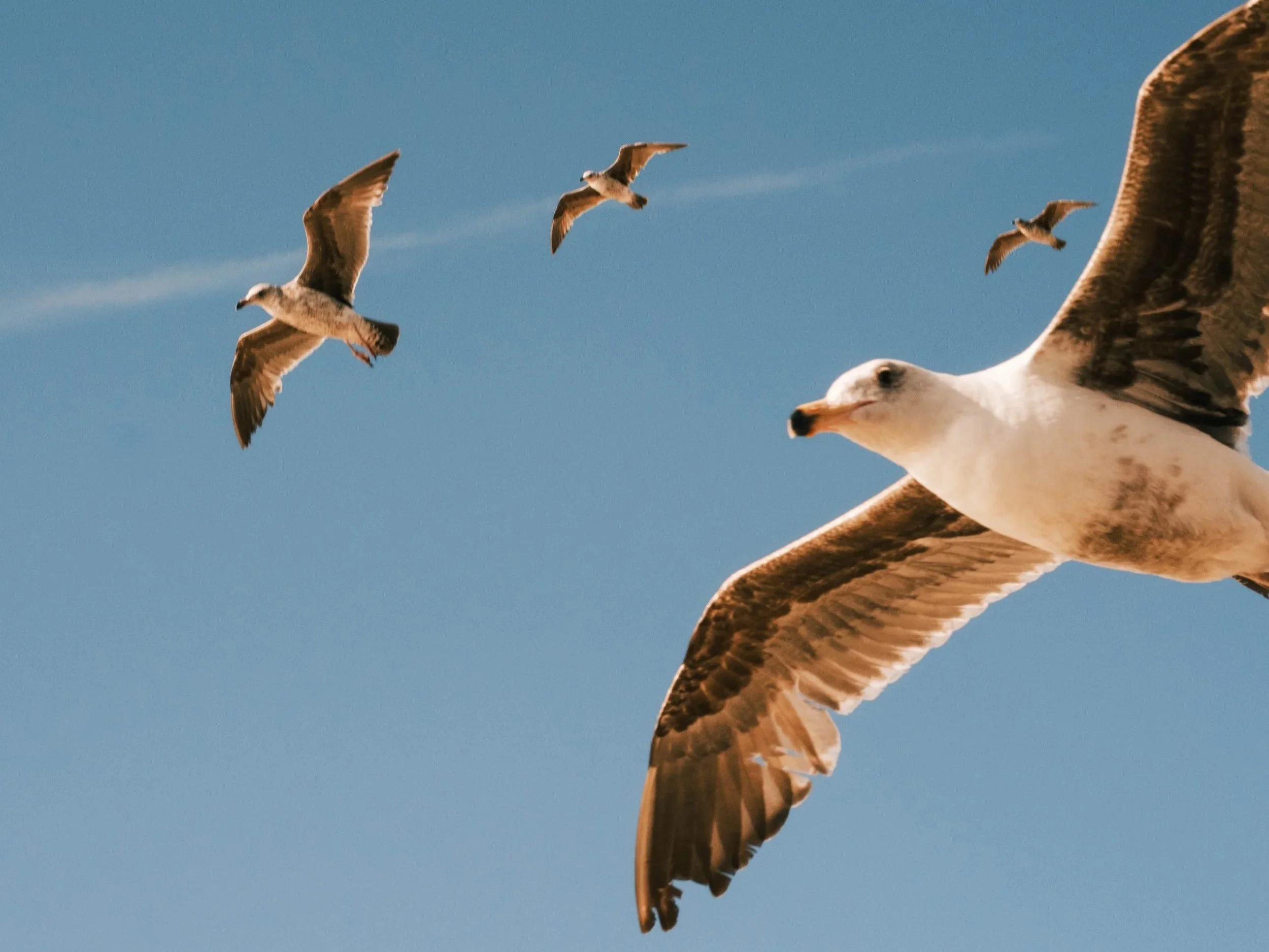 Birds.