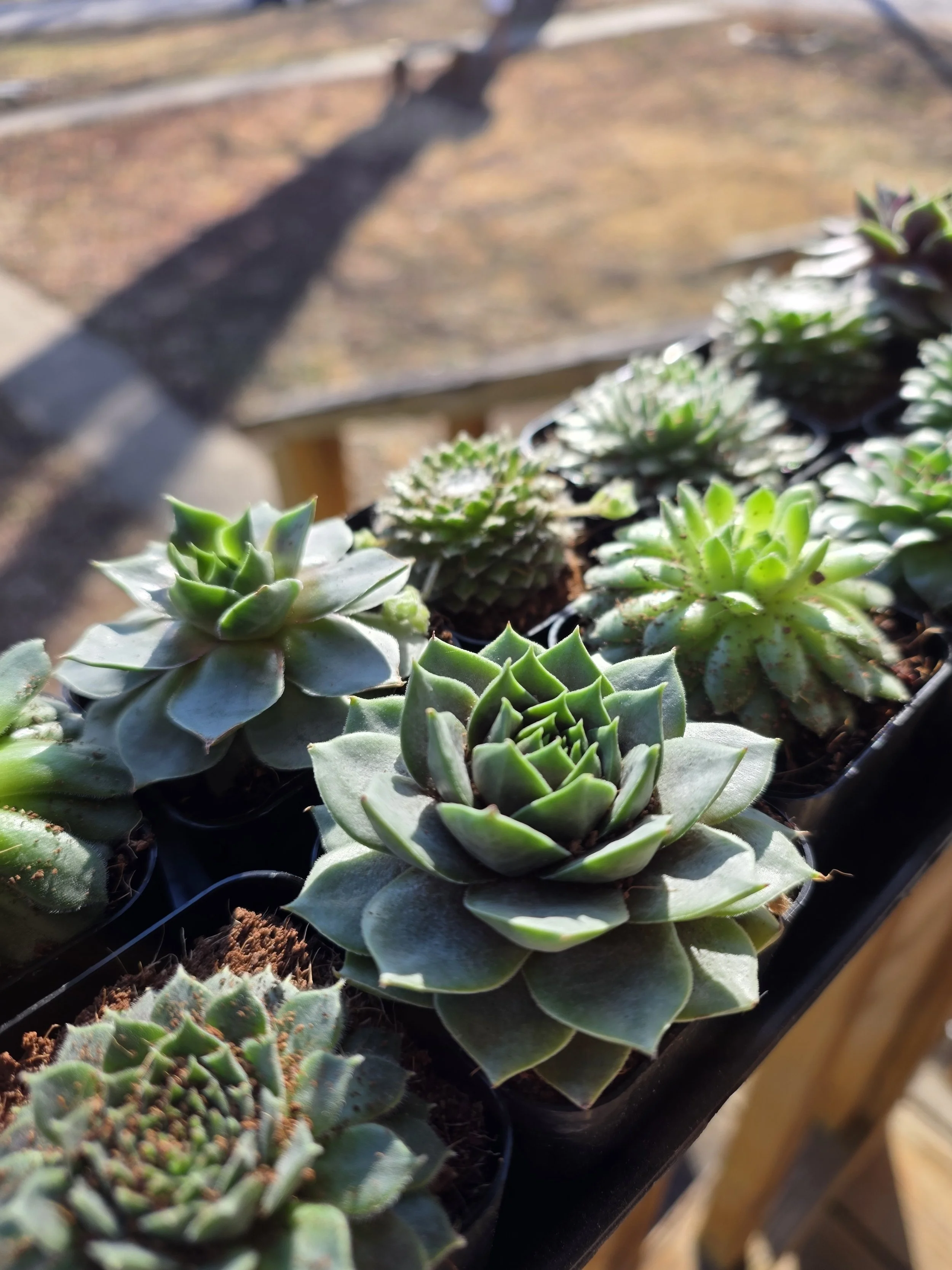 Sempervivum Plant Hens and Chicks