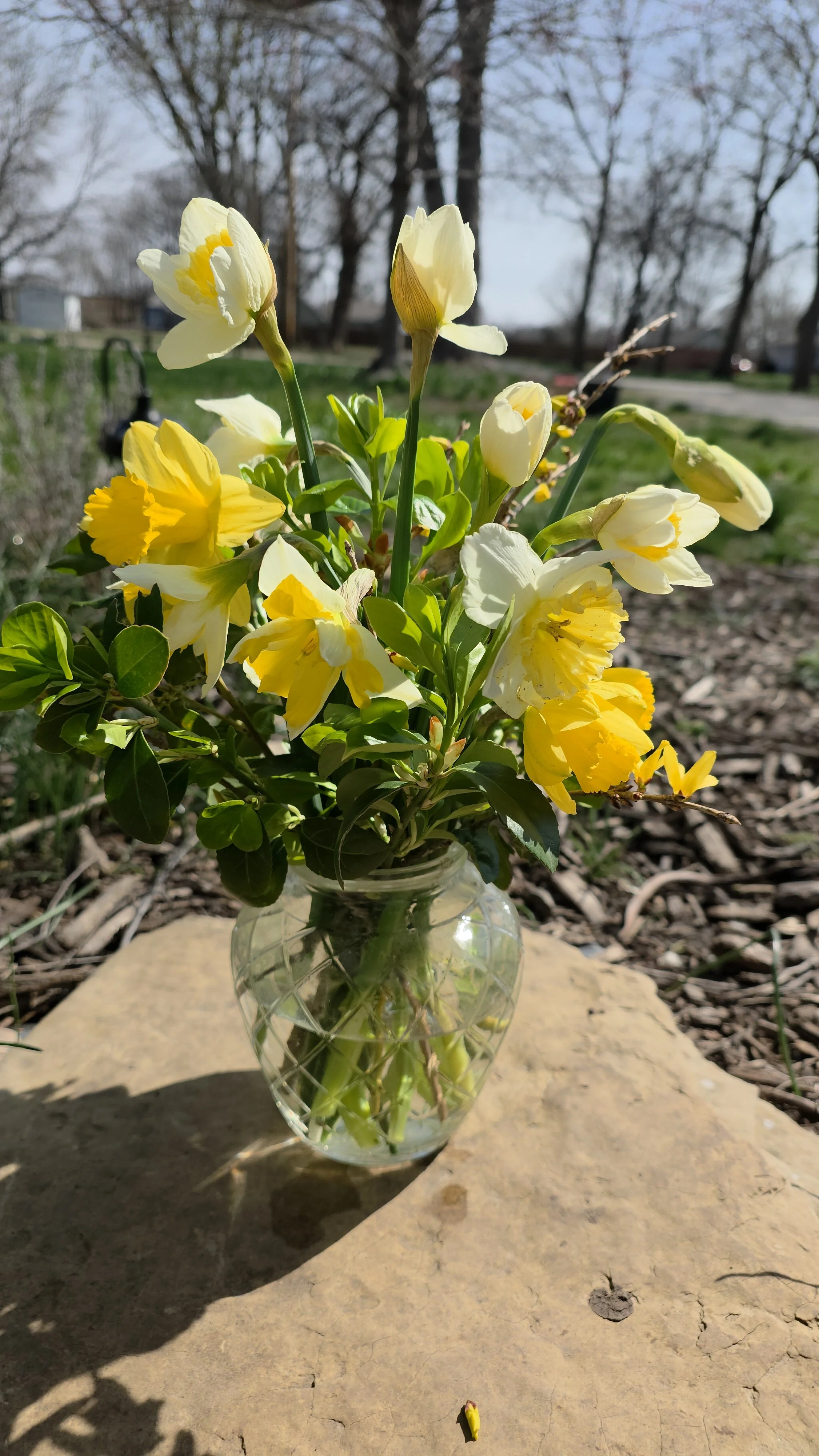 Daffodil Celebration Arrangement