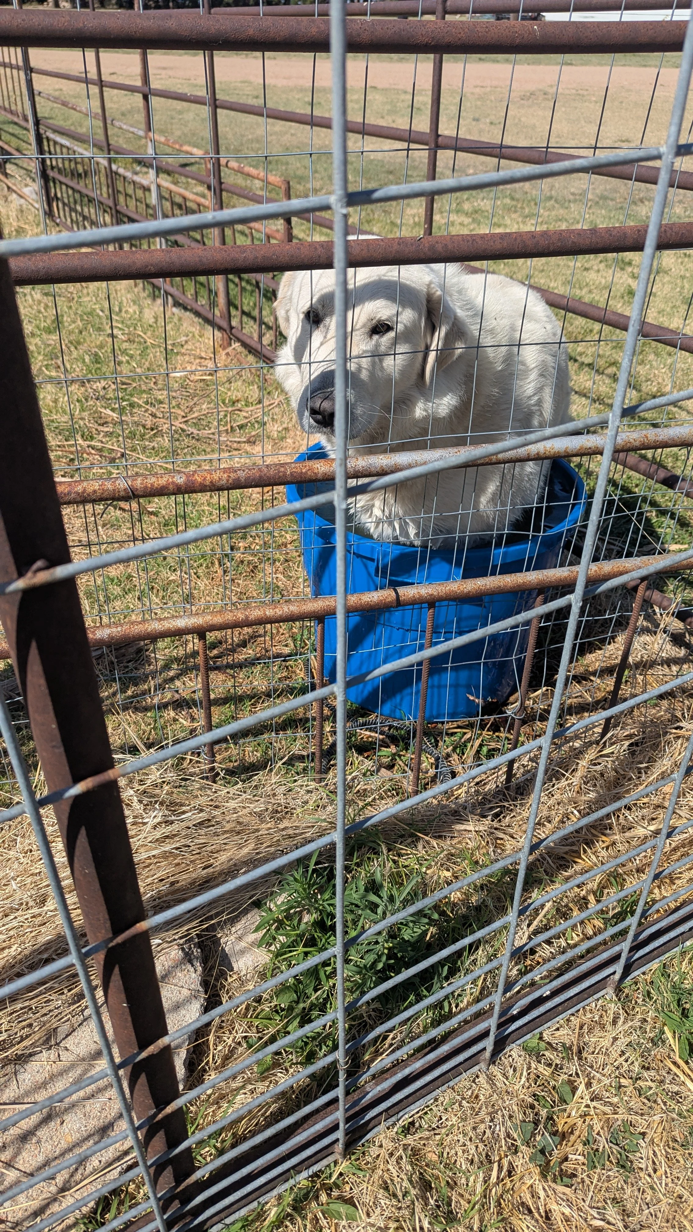 Yeti, Livestock Guardian