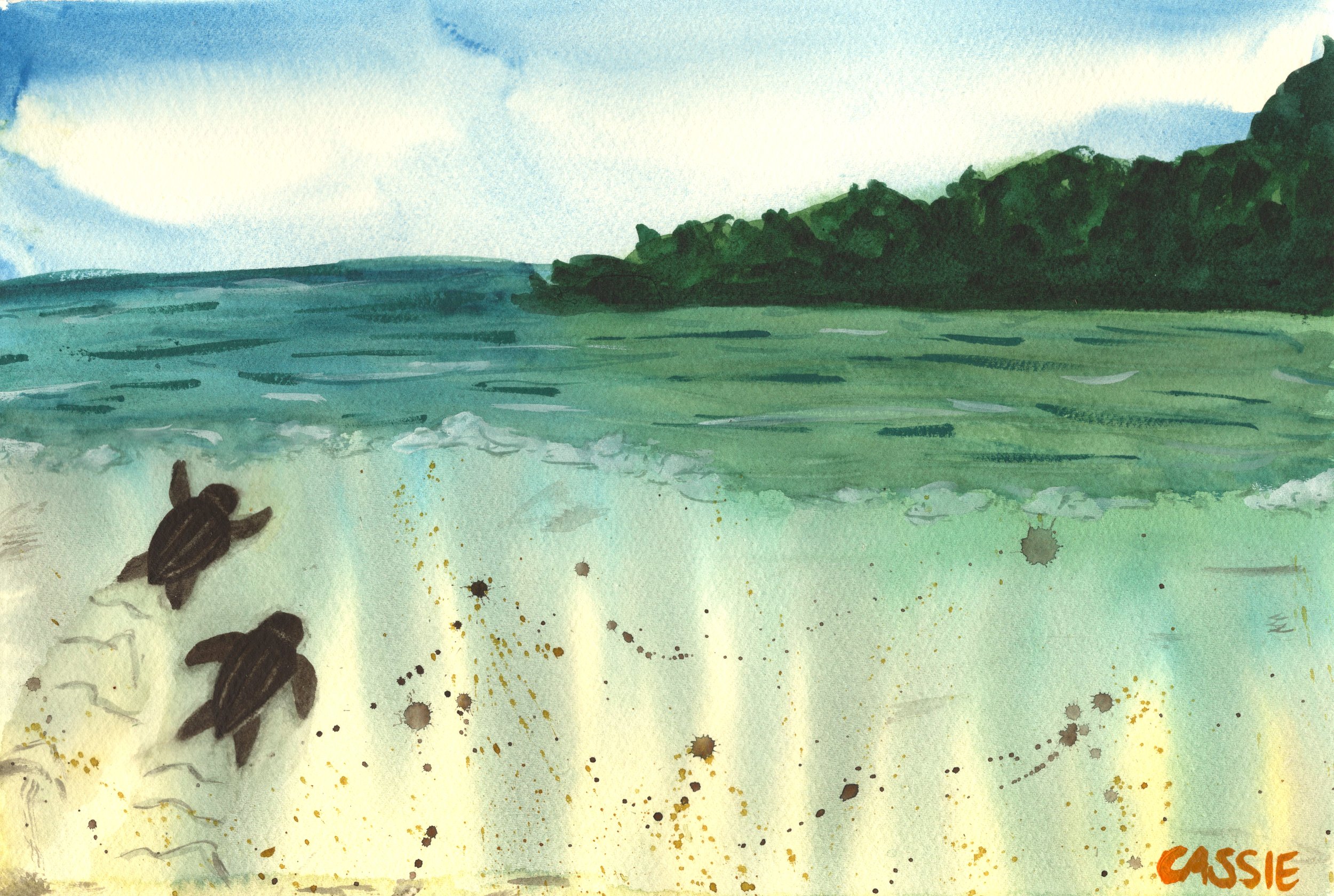 Fine Art Print - Sea Turtle (unframed)