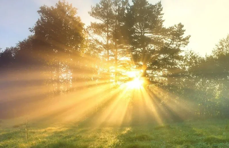 NEW!  Signature Sunshine Moisturizing Sugar Scrub 8oz