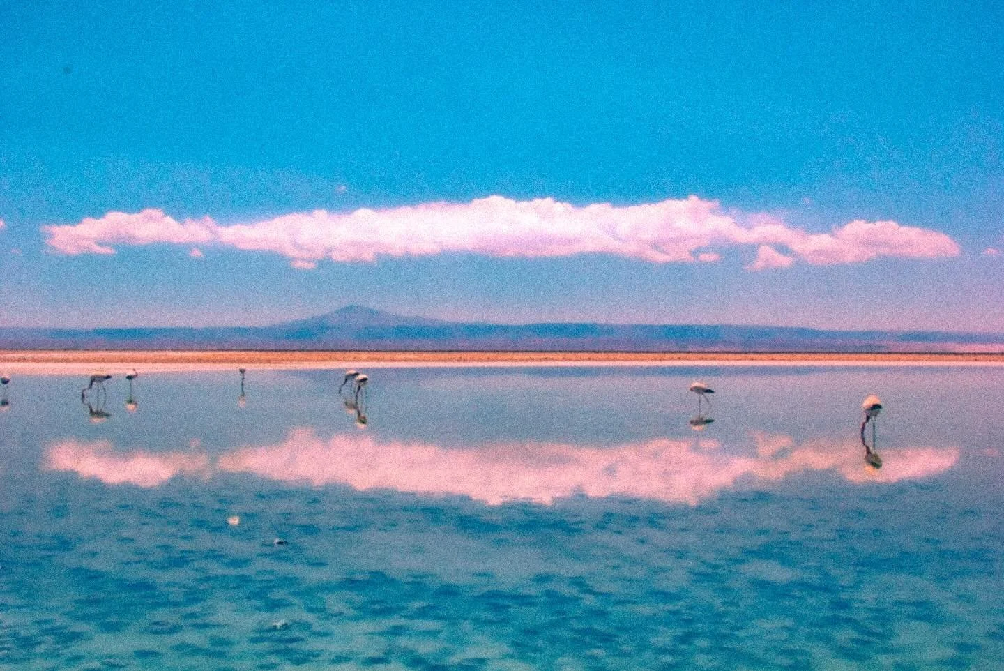 {🦩🦩🦩}
.
.
.
The Atacama Desert
.
.
.
#chile #atacama #saltflat #fujifilm