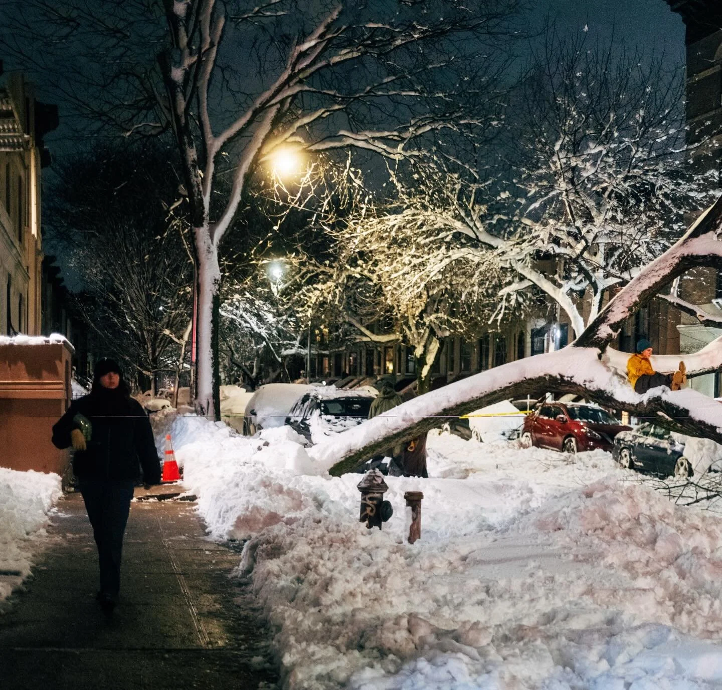 A Tree Falls in Brooklyn
