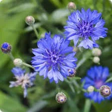 bachelor button.jpeg