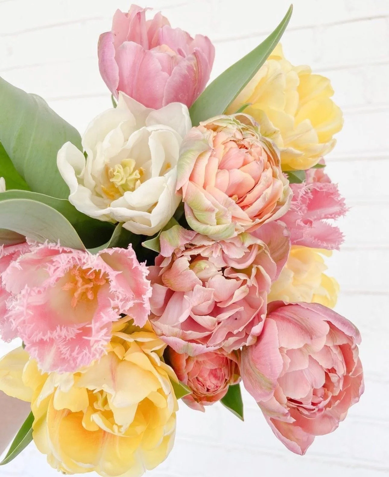 Tulip Subscription (April & May)