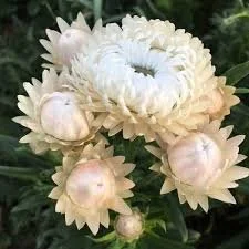 white vintage strawflower.jpeg