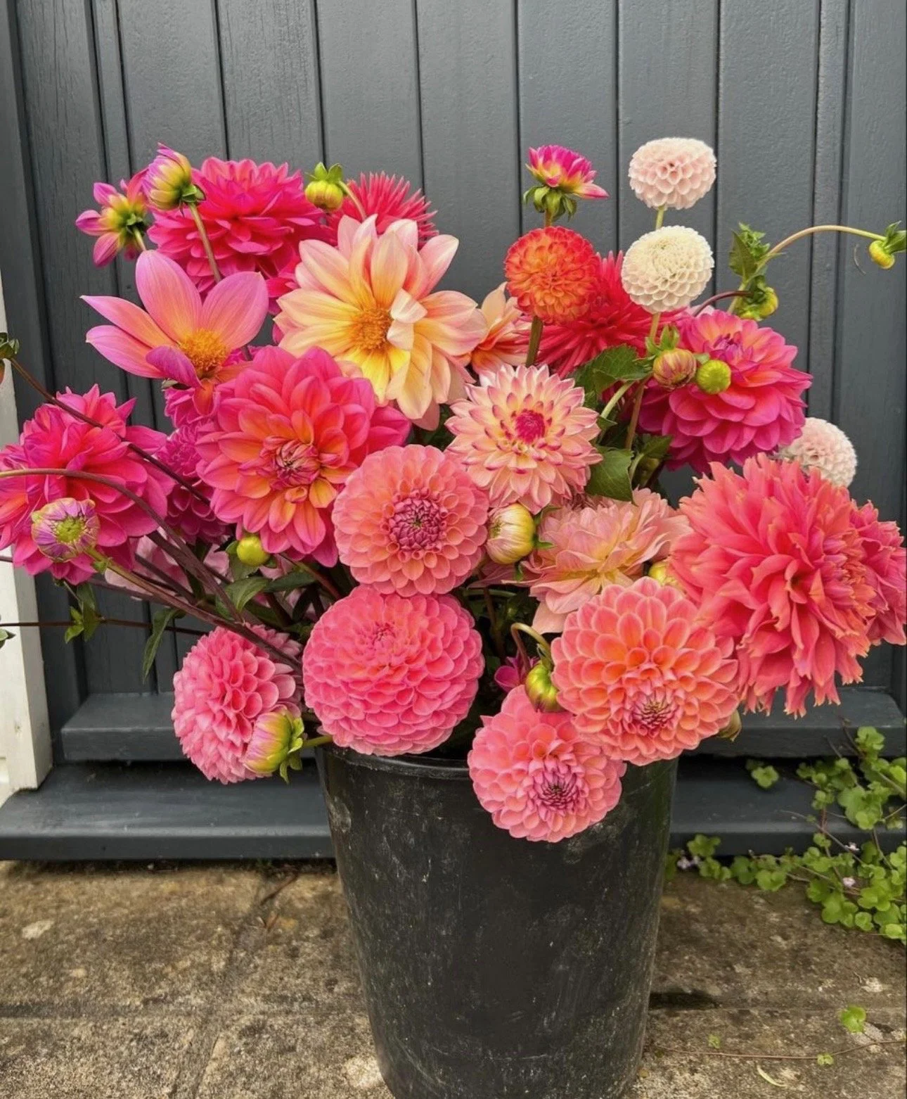 Bulk Dahlia Bucket (August & September only)