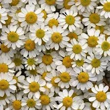 feverfew .jpeg