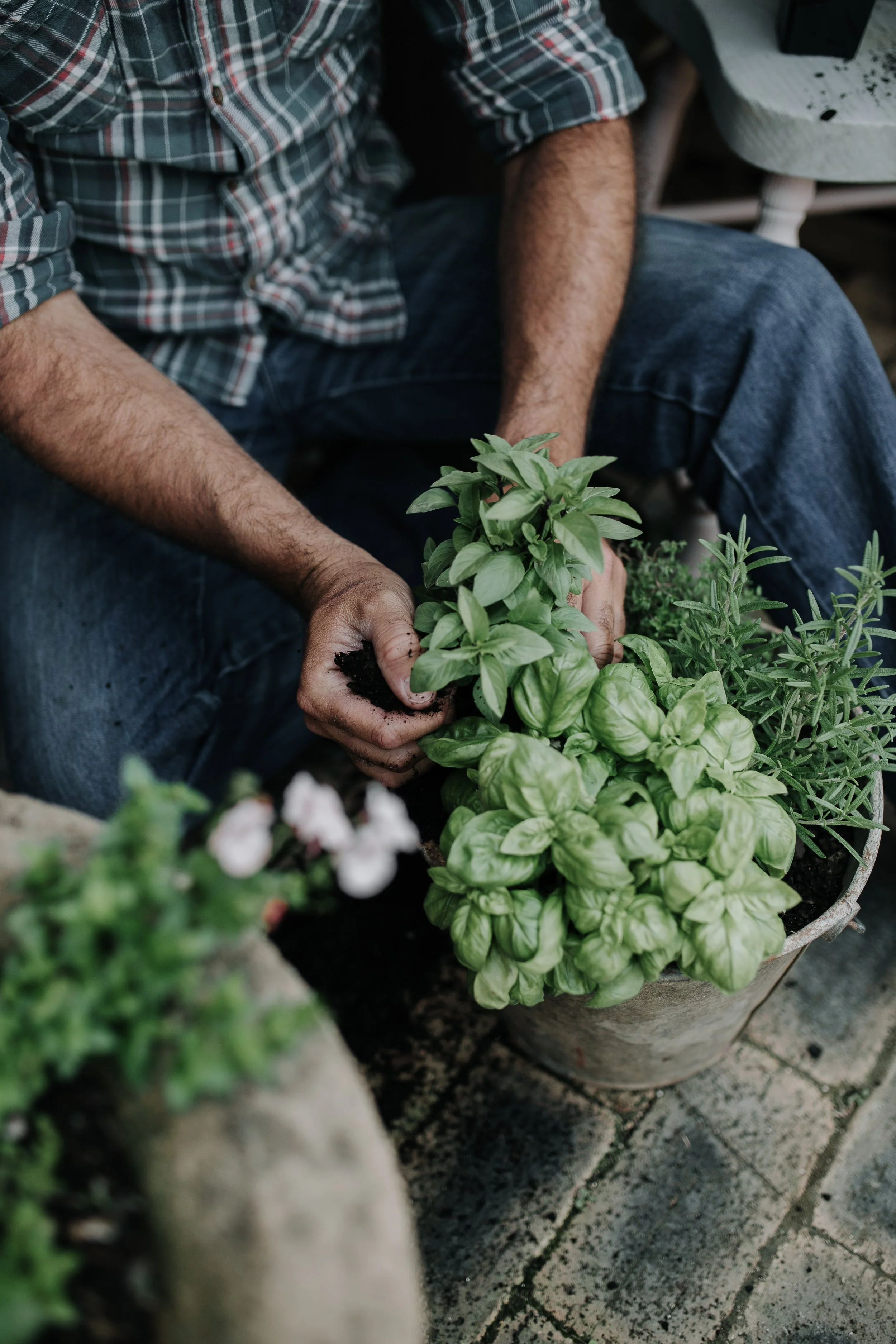 Person planting herbs in a pot
