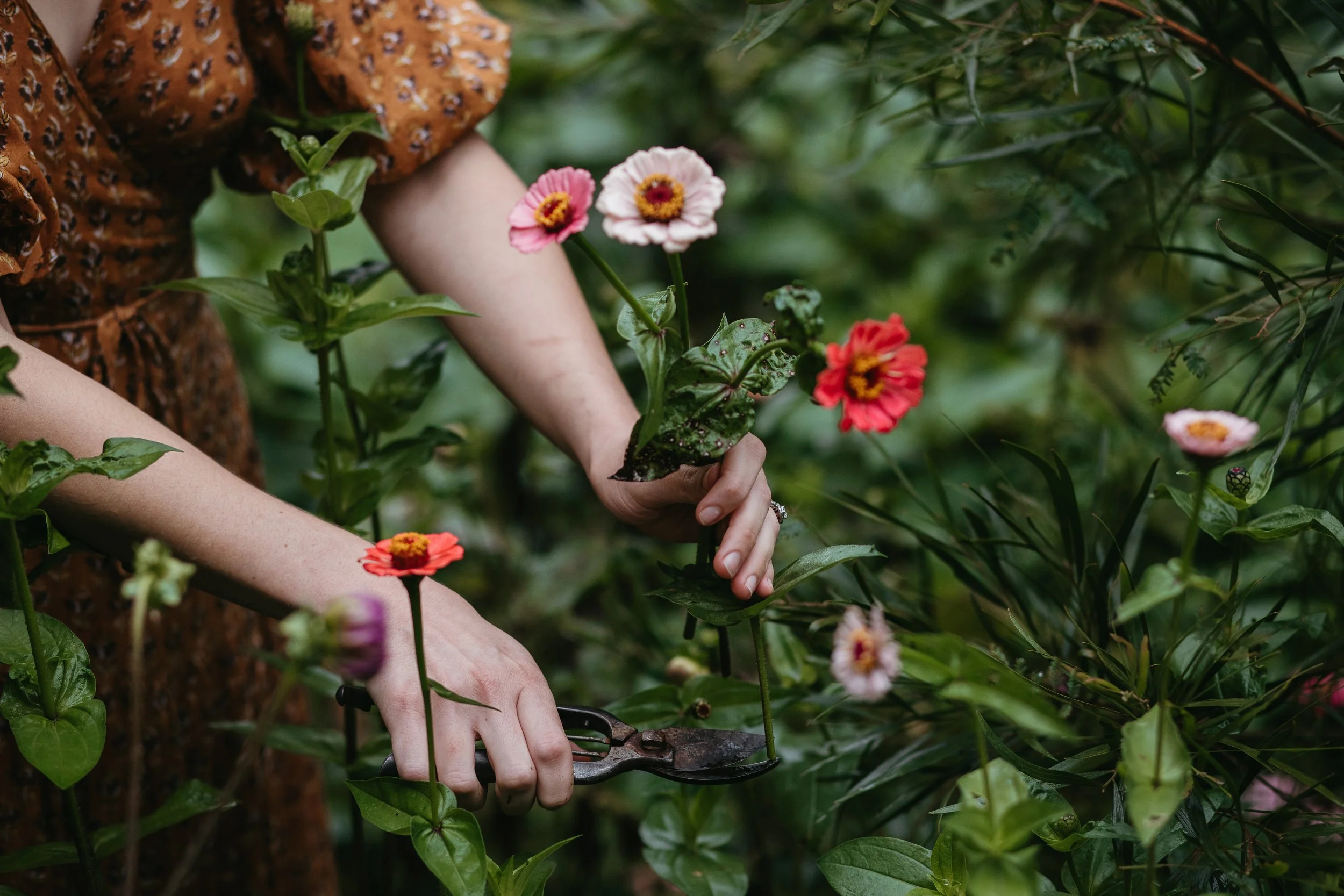 Person pruning pink, red, and white flowers in a lush garden with green foliage.