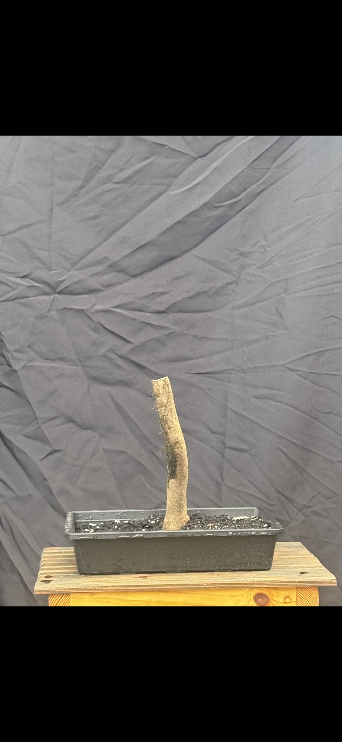 Water Elm 100 | 2026
