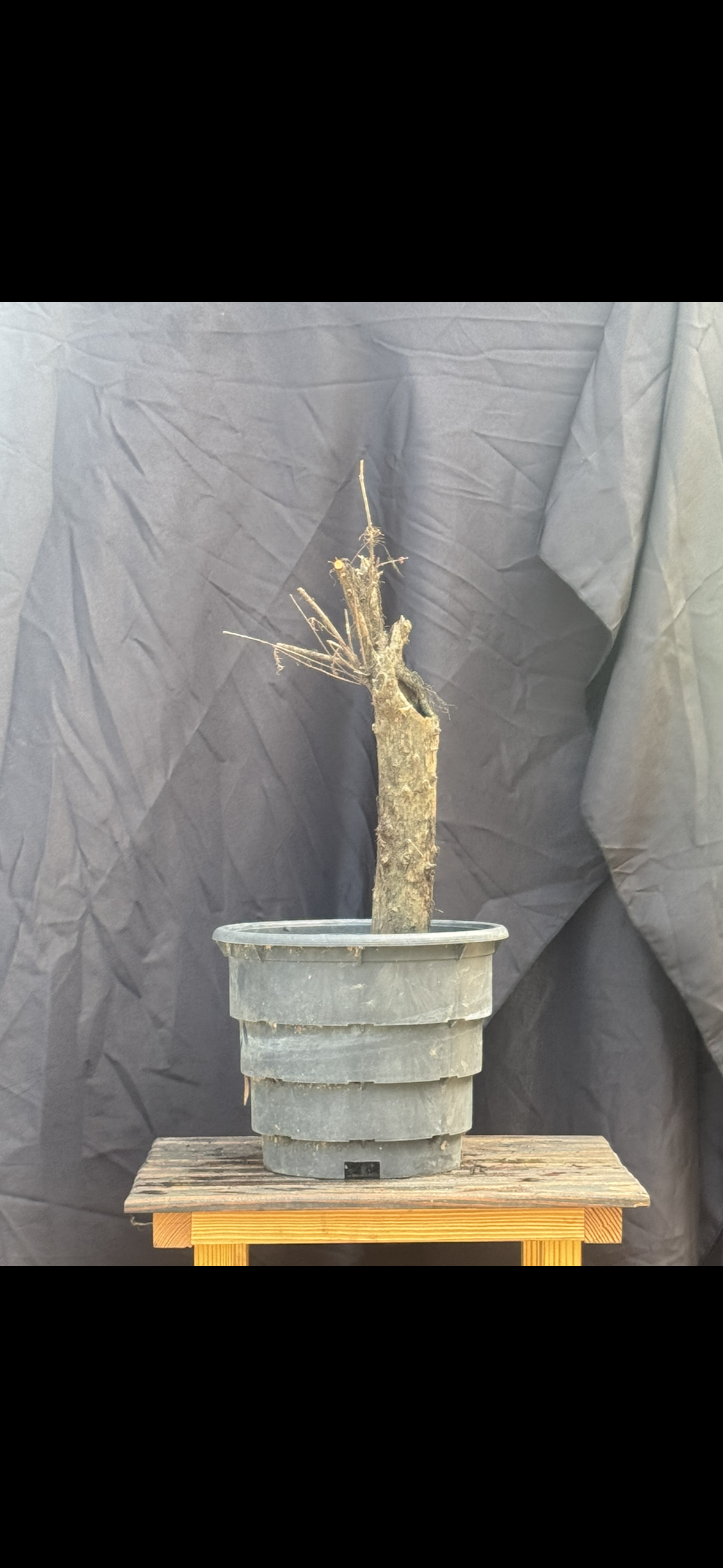 BC 216 | 2026
