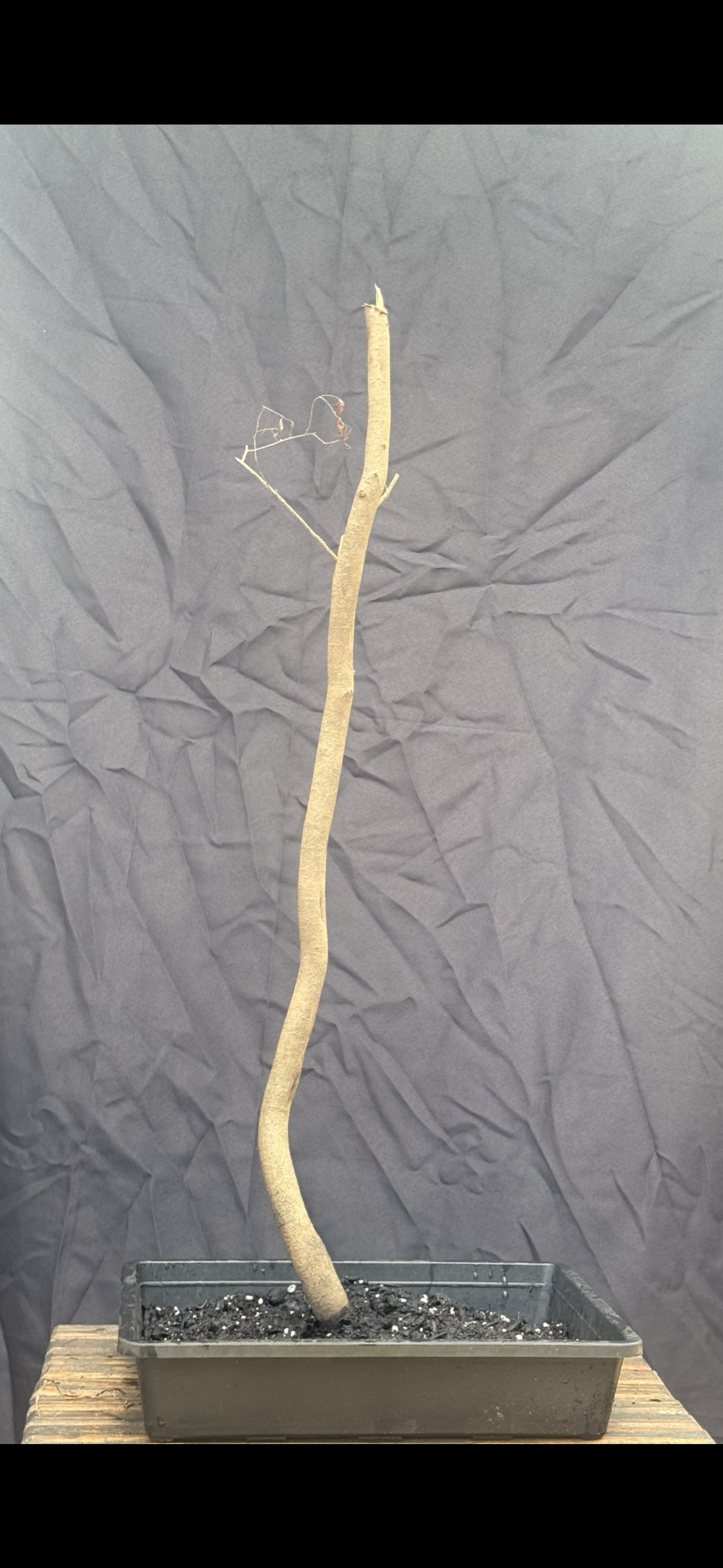 Water Elm 101 | 2026