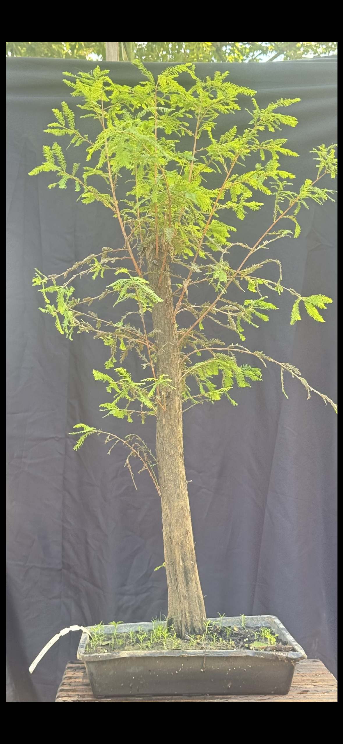 BC 221 | 2026