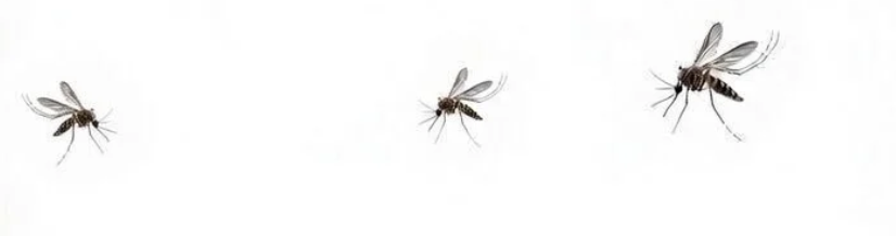 Mosquito control service illustration