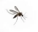 Mosquito control service illustration