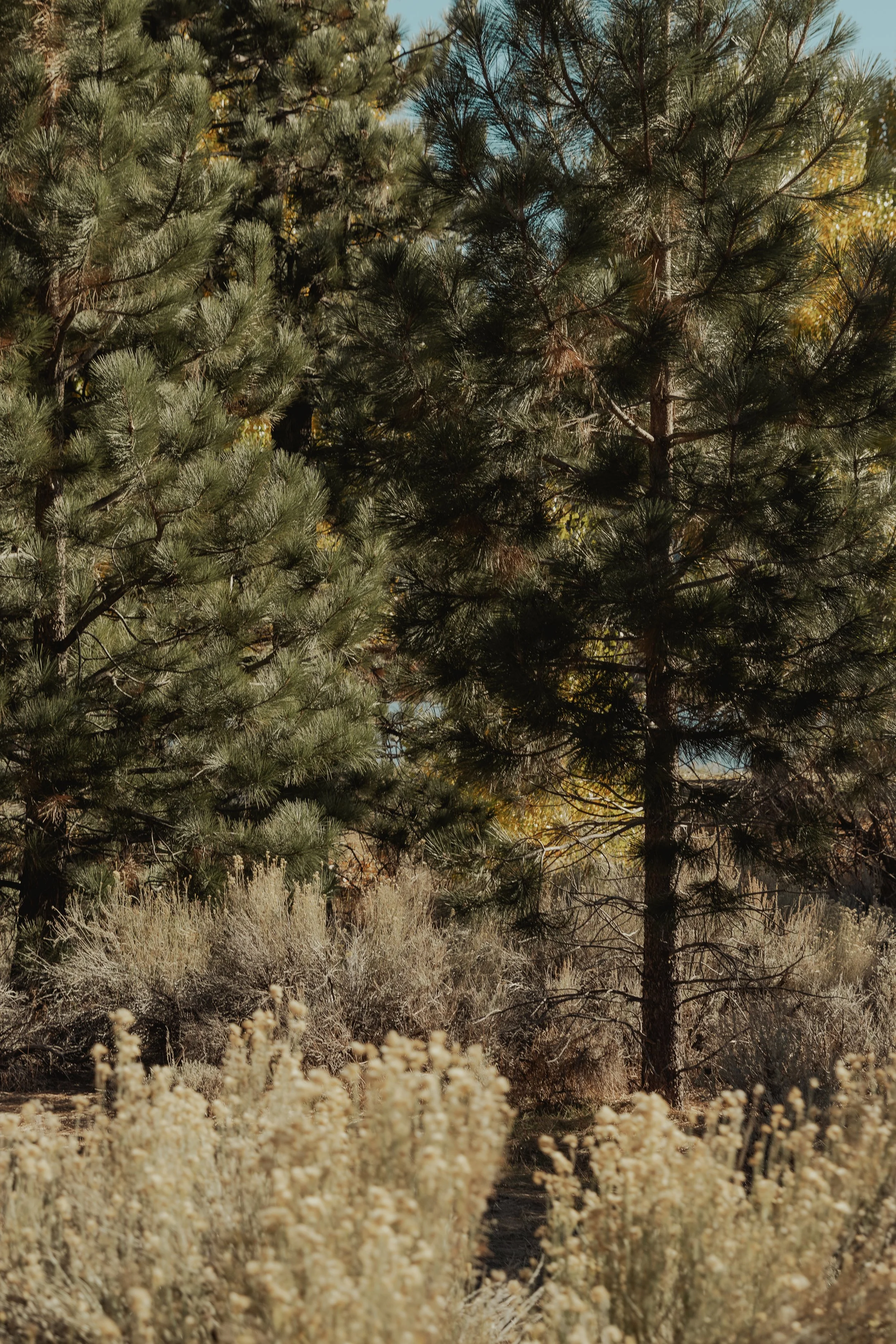 Two tall pine trees in a park with dry grass and bushes in the foreground and a clear blue sky in the background.