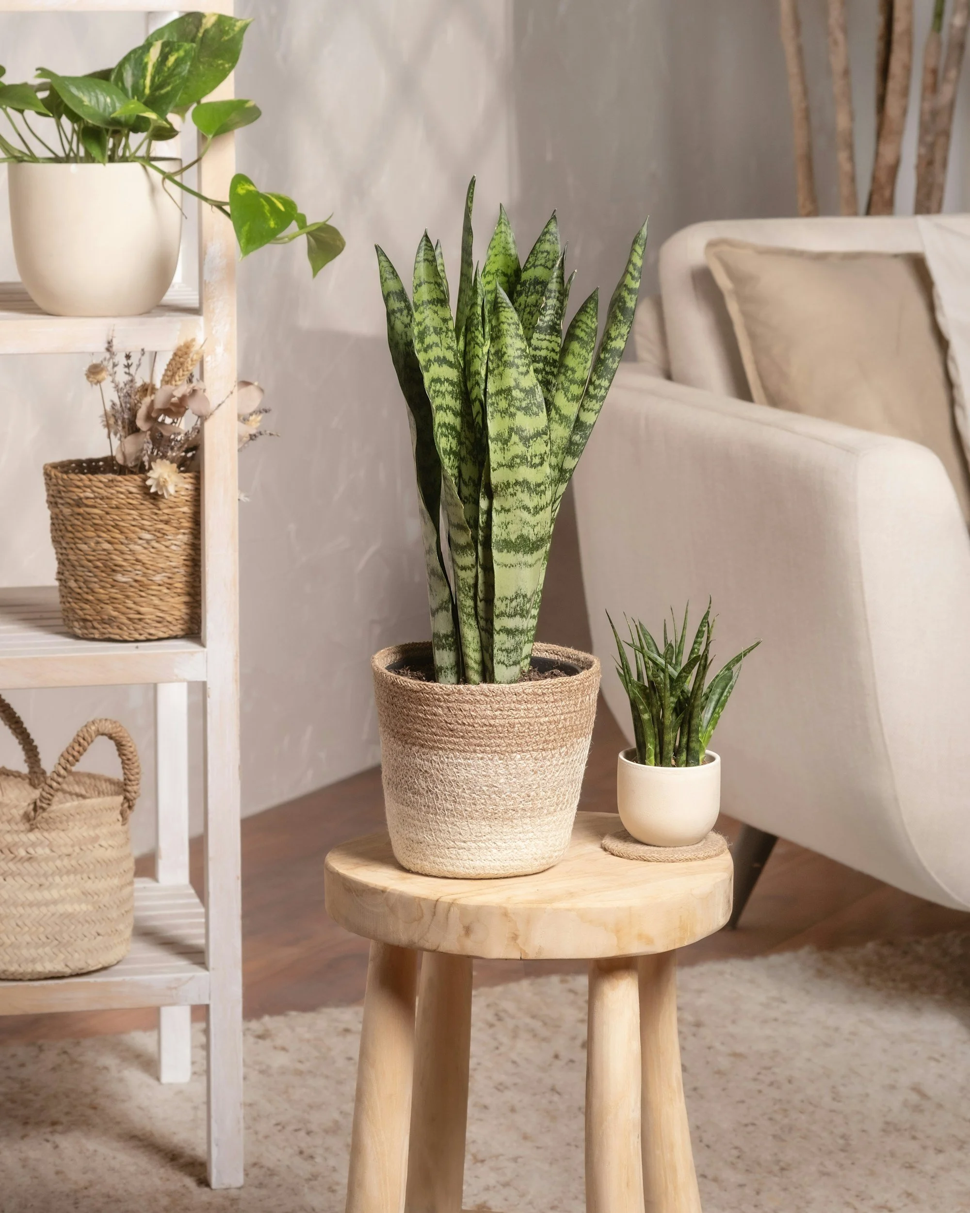 A living room decorated with potted plants, including a tall snake plant on a wooden table, a smaller plant in a white pot, and a hanging plant in a woven basket. There is a cream-colored sofa and a white shelf in the background.