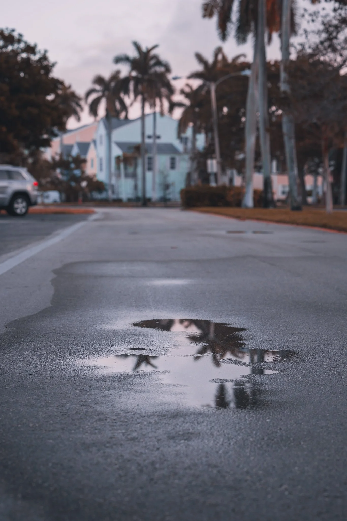 Palm Puddle
