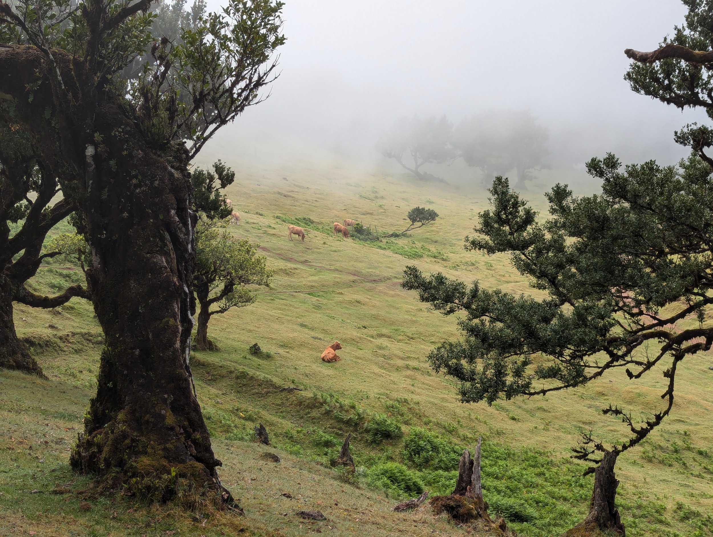 A foggy, lush green hillside with several grazing and resting cows, framed by gnarled trees in the foreground. Fanal Forest.