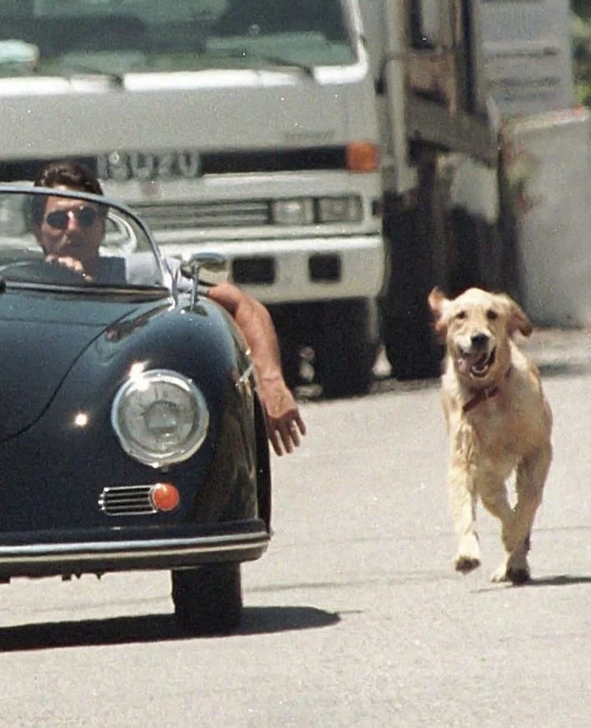 Labrador Running