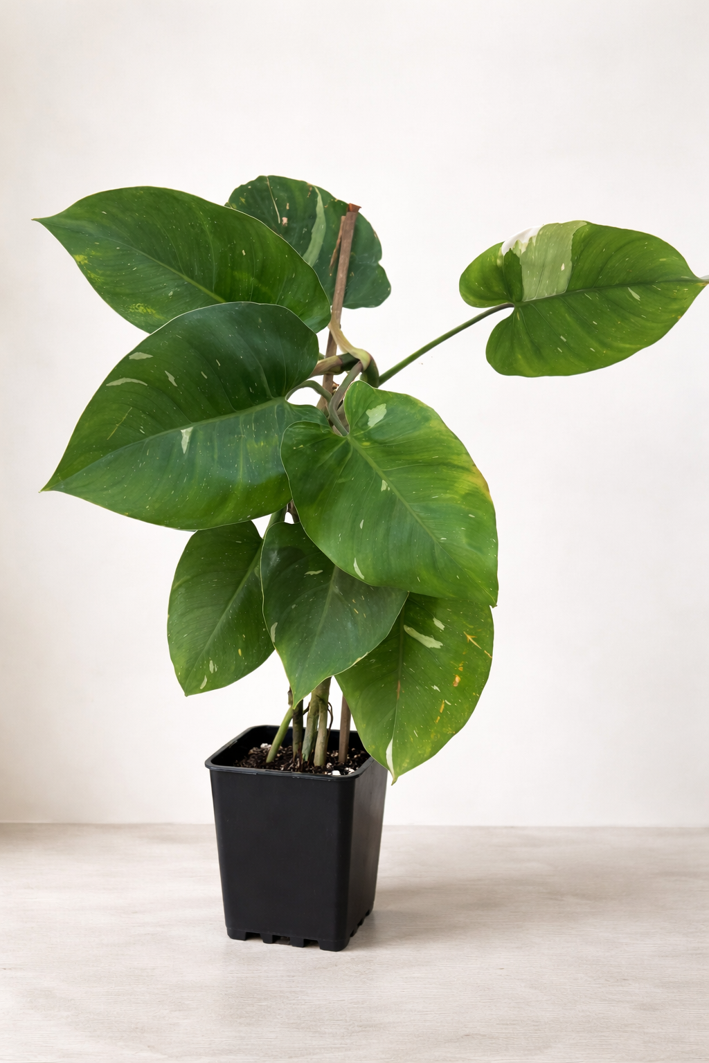 Winnie 🌿 Climbing Variegated Philodendron