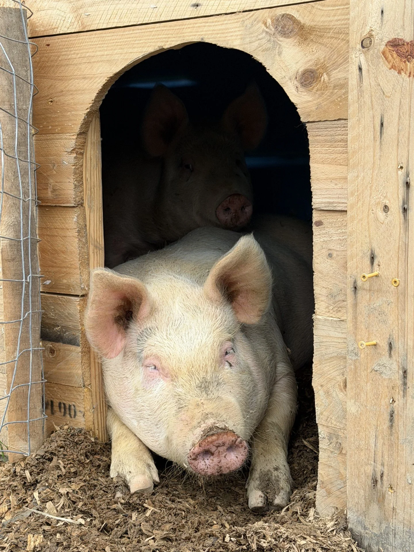 Pigs 3.jpg