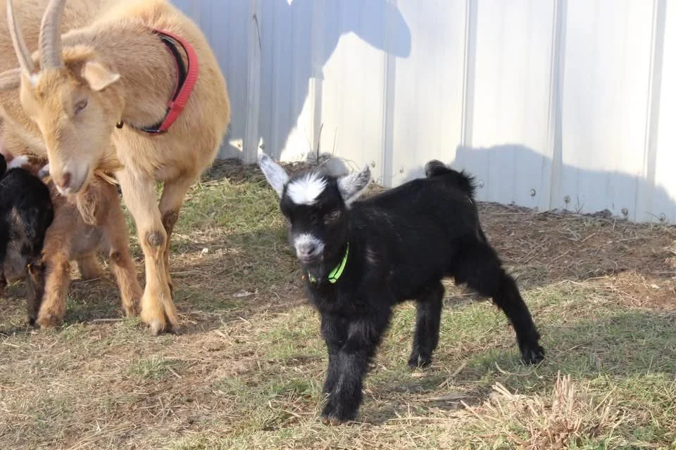 Nigerian dwarf goat 1.jpg