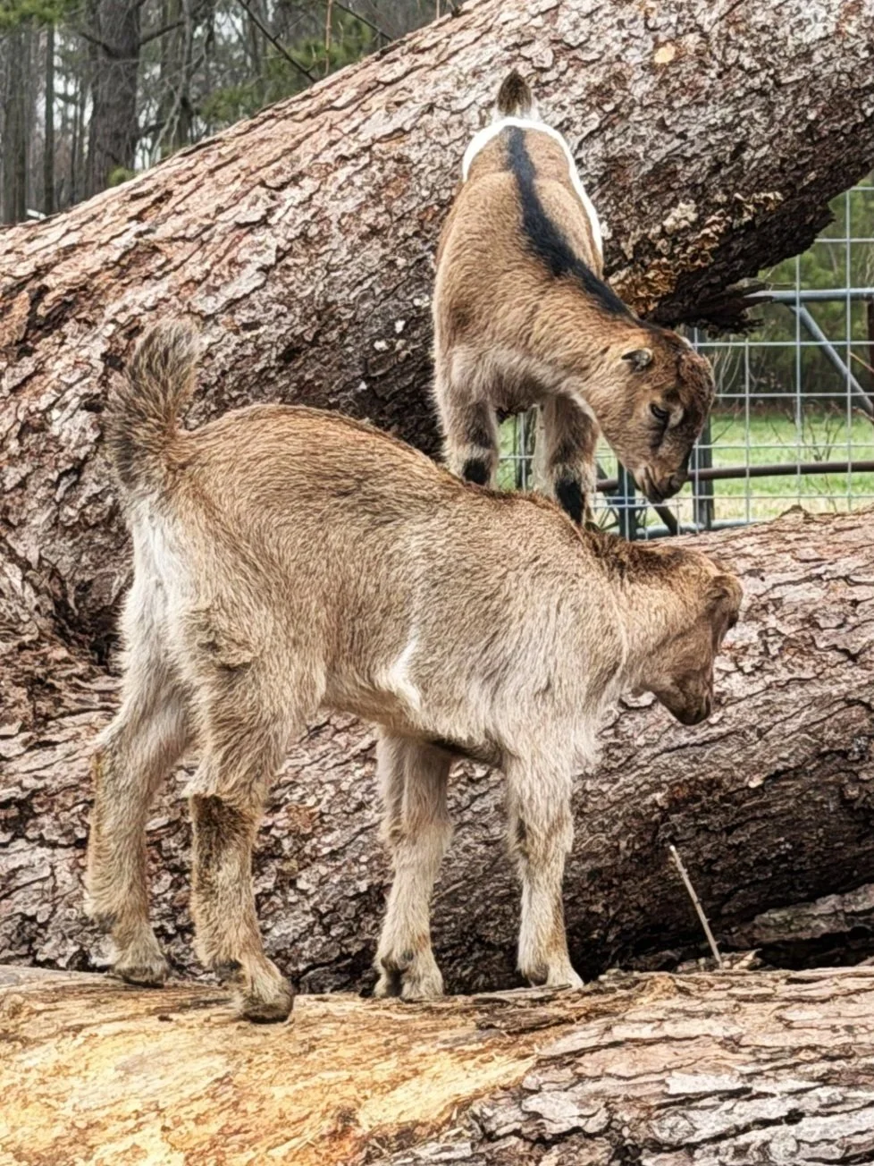 lamancha+goat+2.jpg