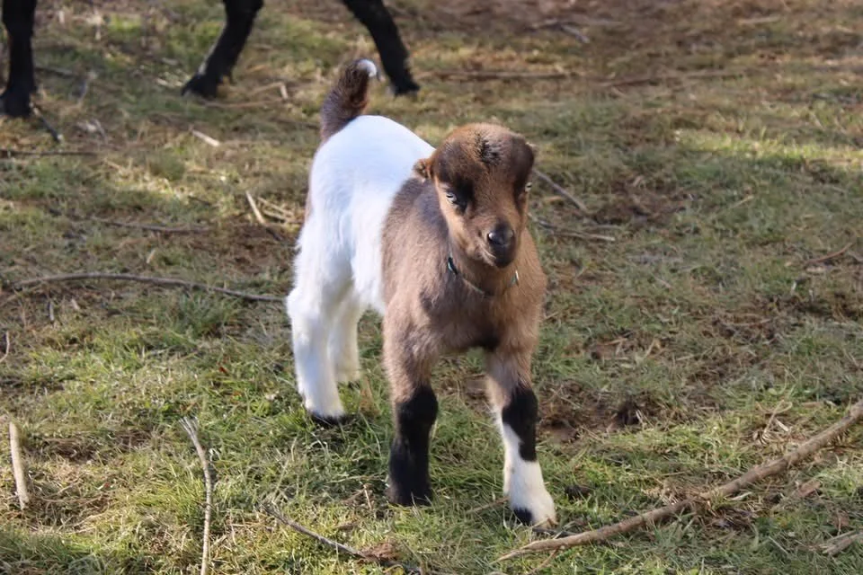 Lamancha2.jpg