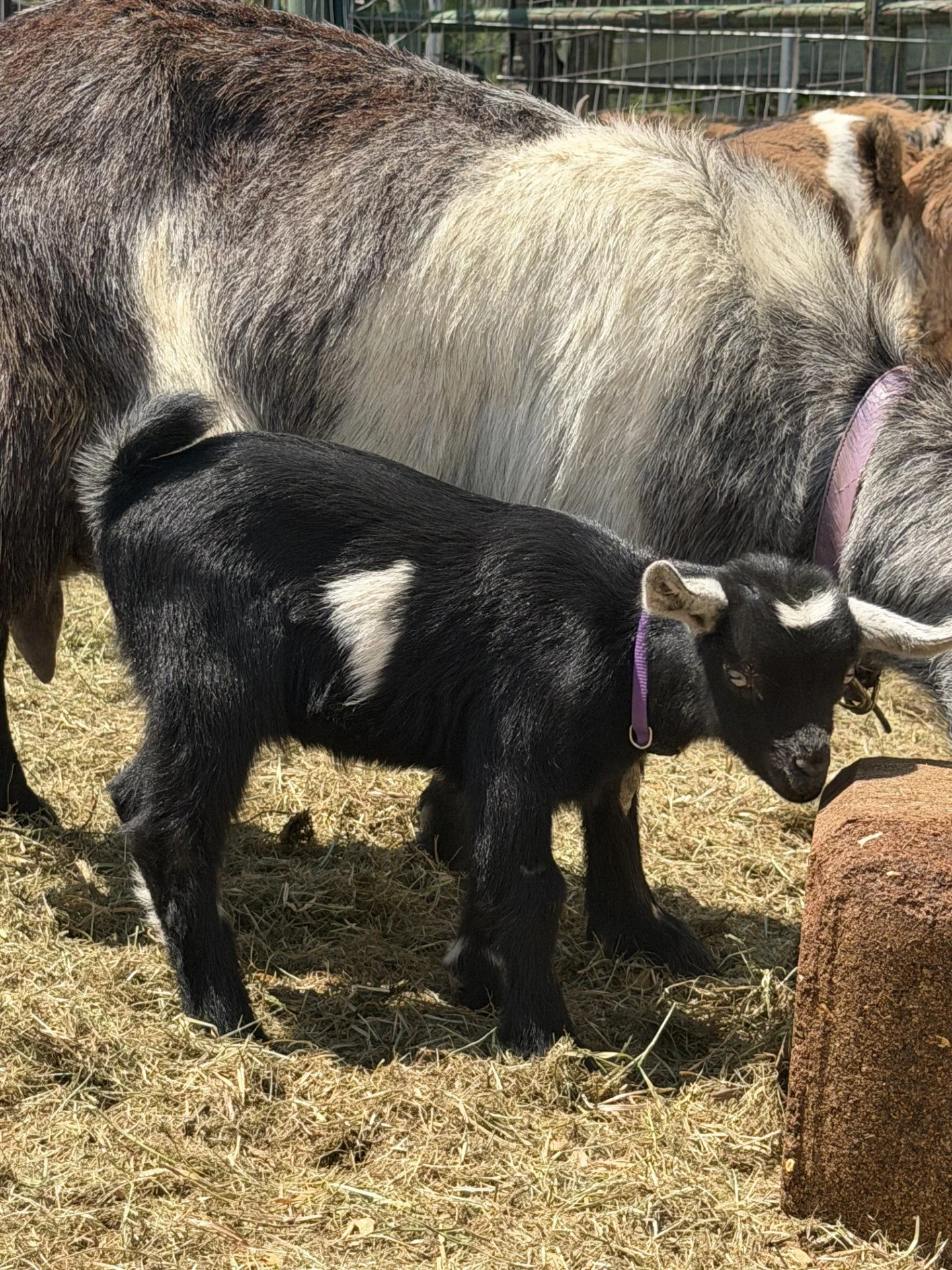 Pygmy black 2.jpg