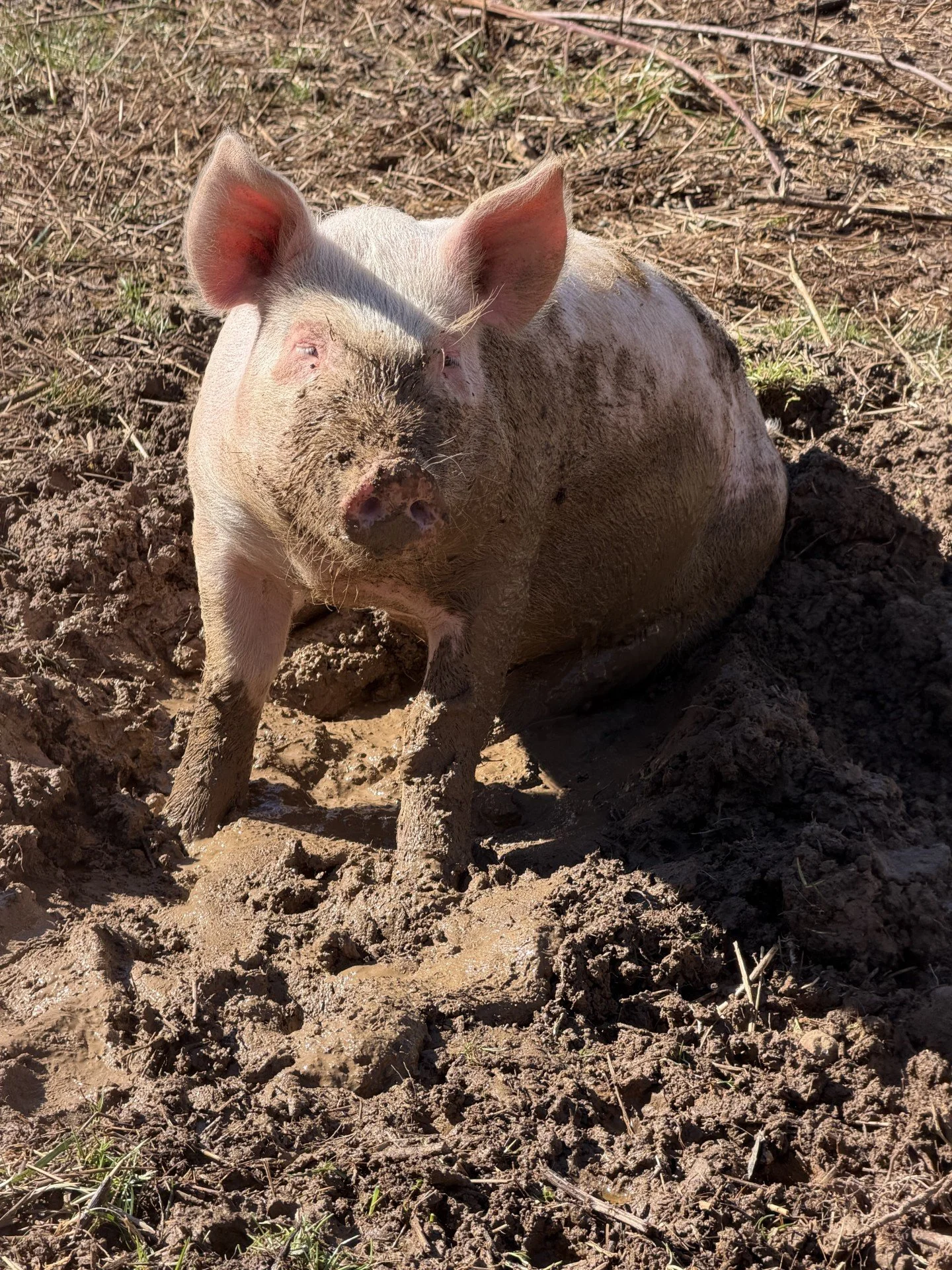 Pigs 4.jpg