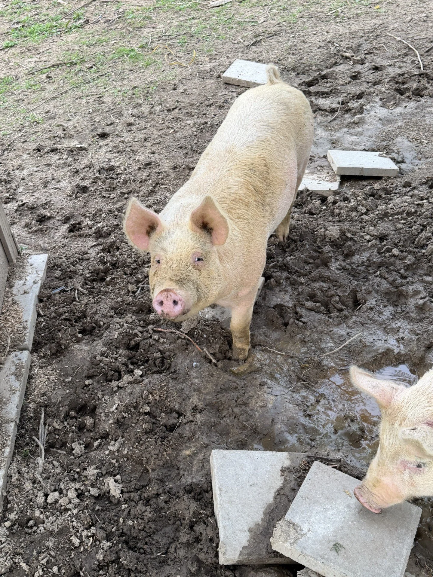 Pigs 5.jpg