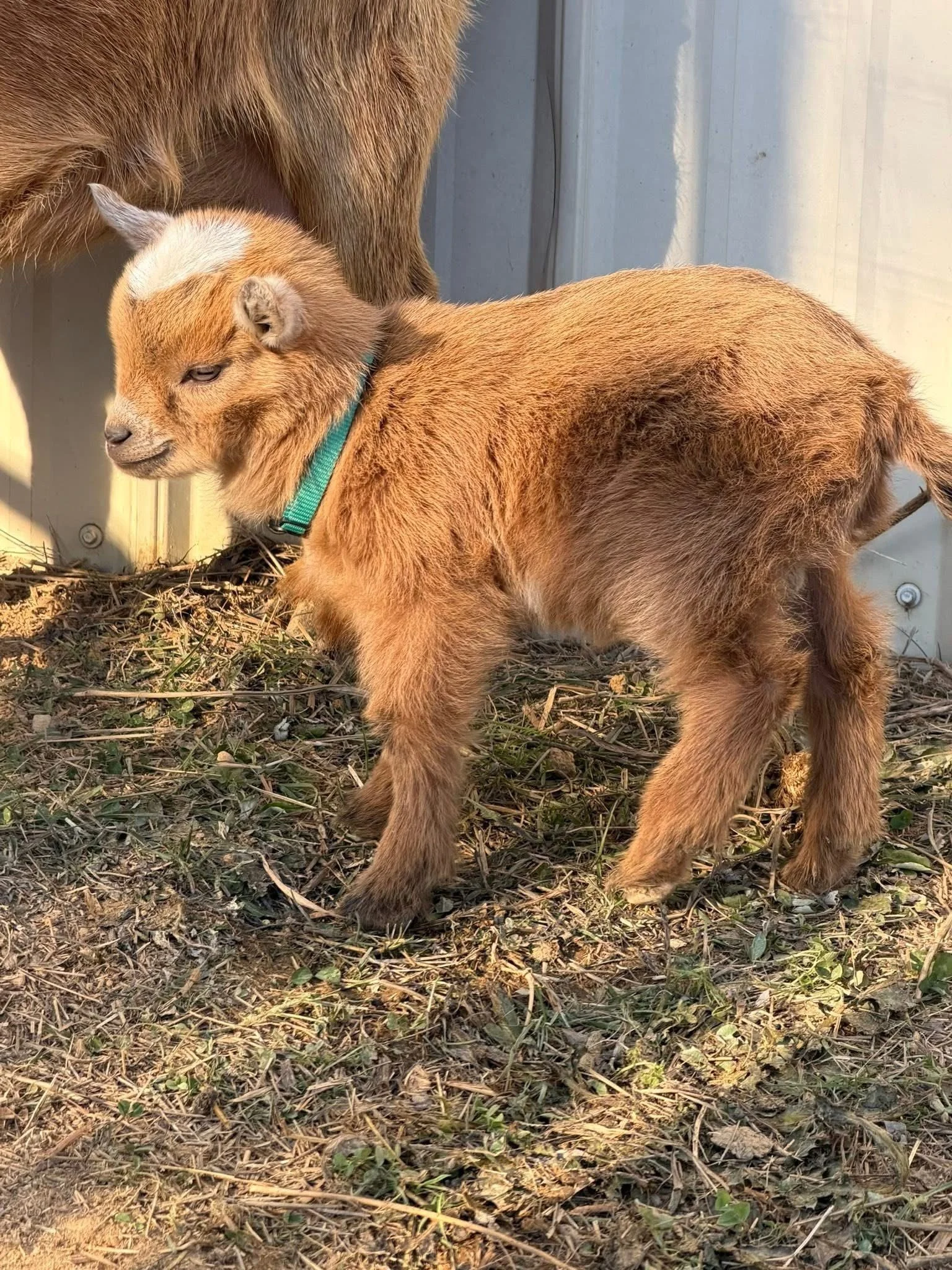 Nigerian Dwarf Goats