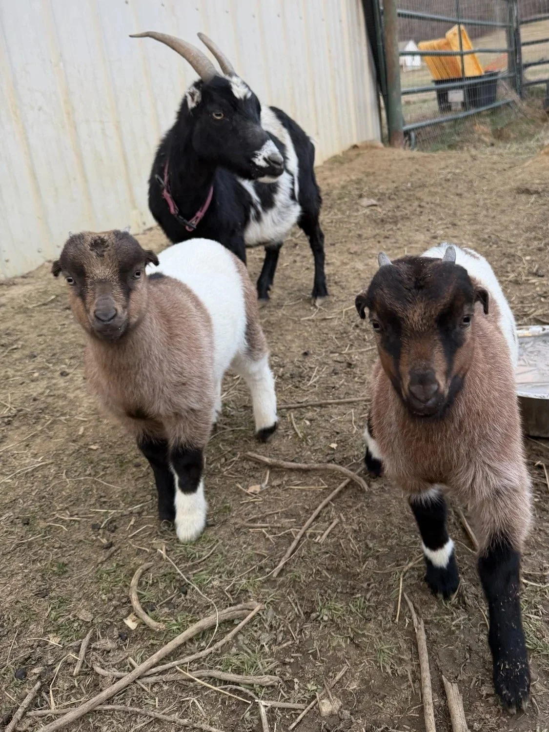lamancha1.jpg