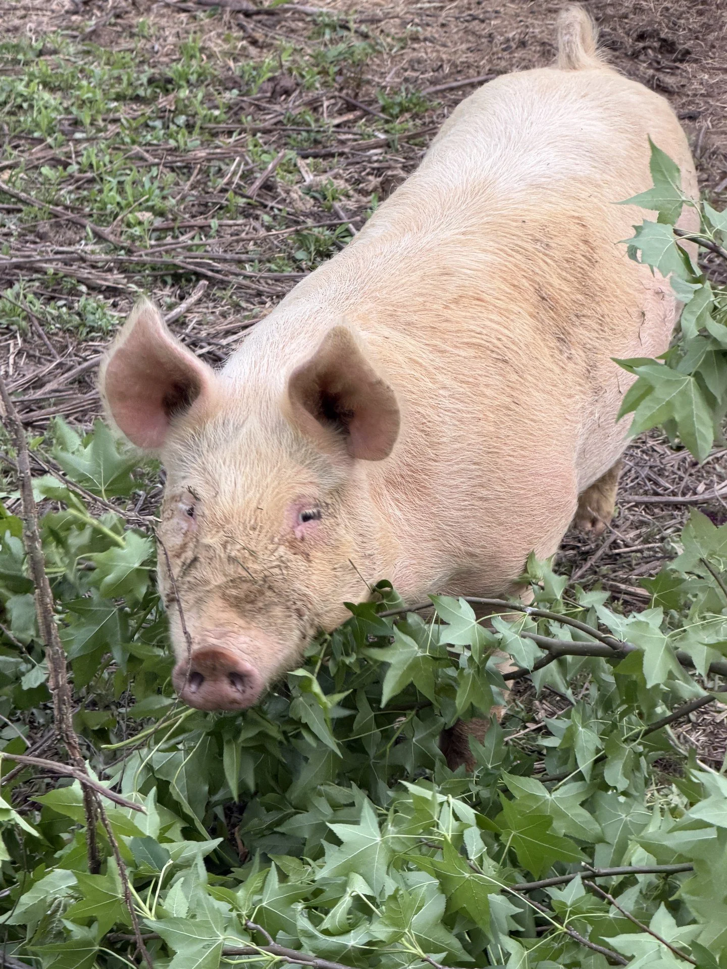 Pigs 2.jpg