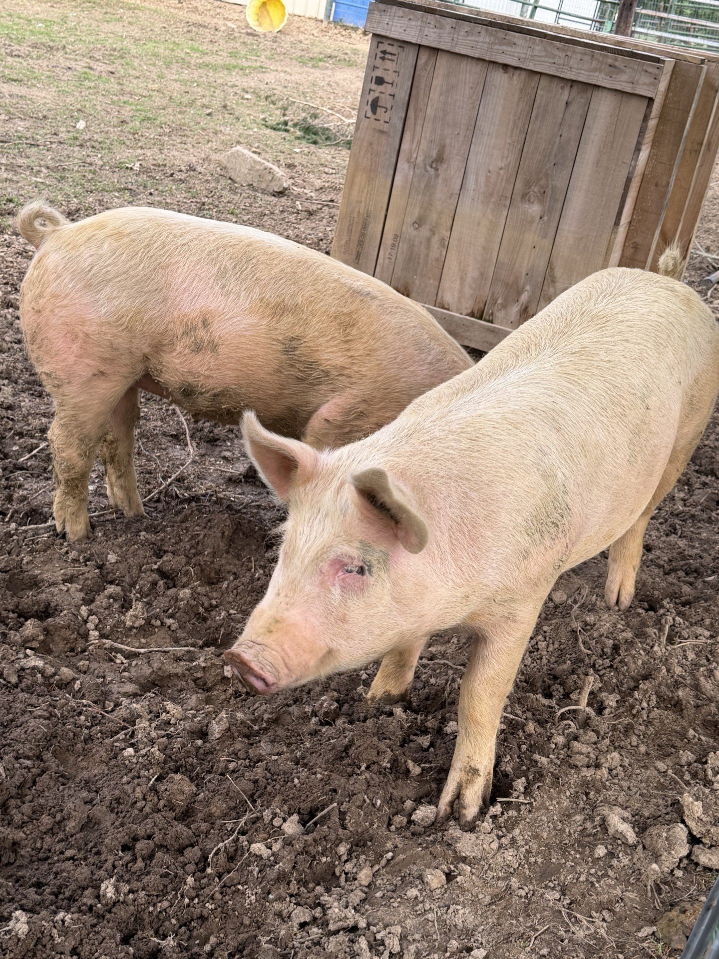 Pigs 1.jpg