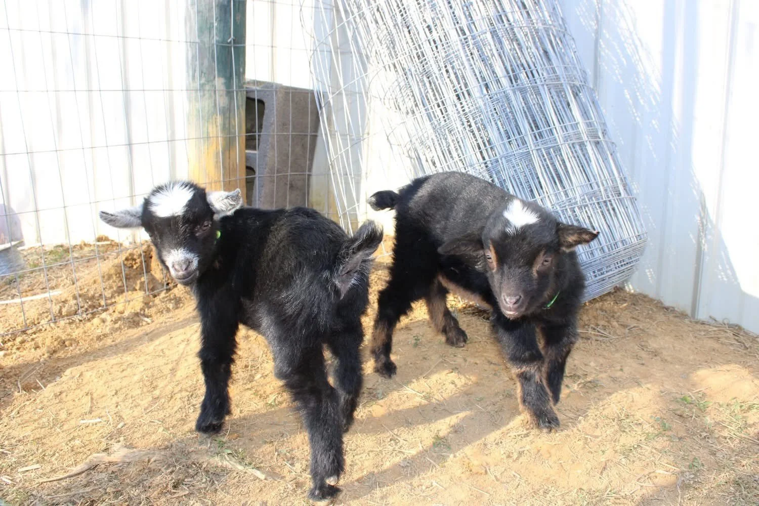 Nigerian dwarf goat 3.jpg