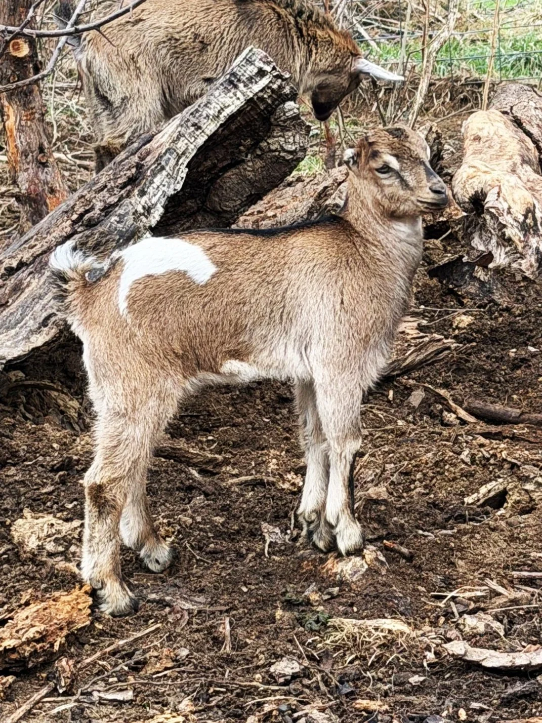 LaMancha Goats