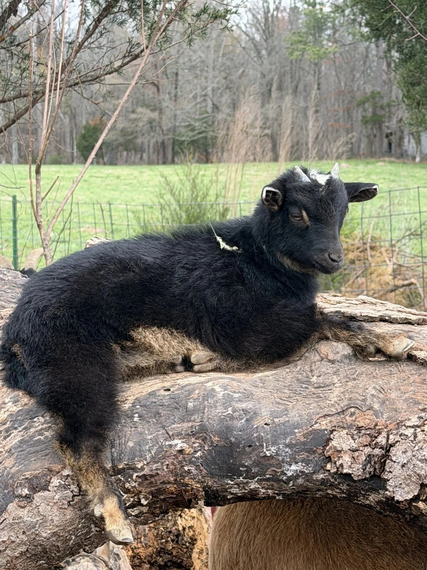 black+buckling+for+sale.jpg
