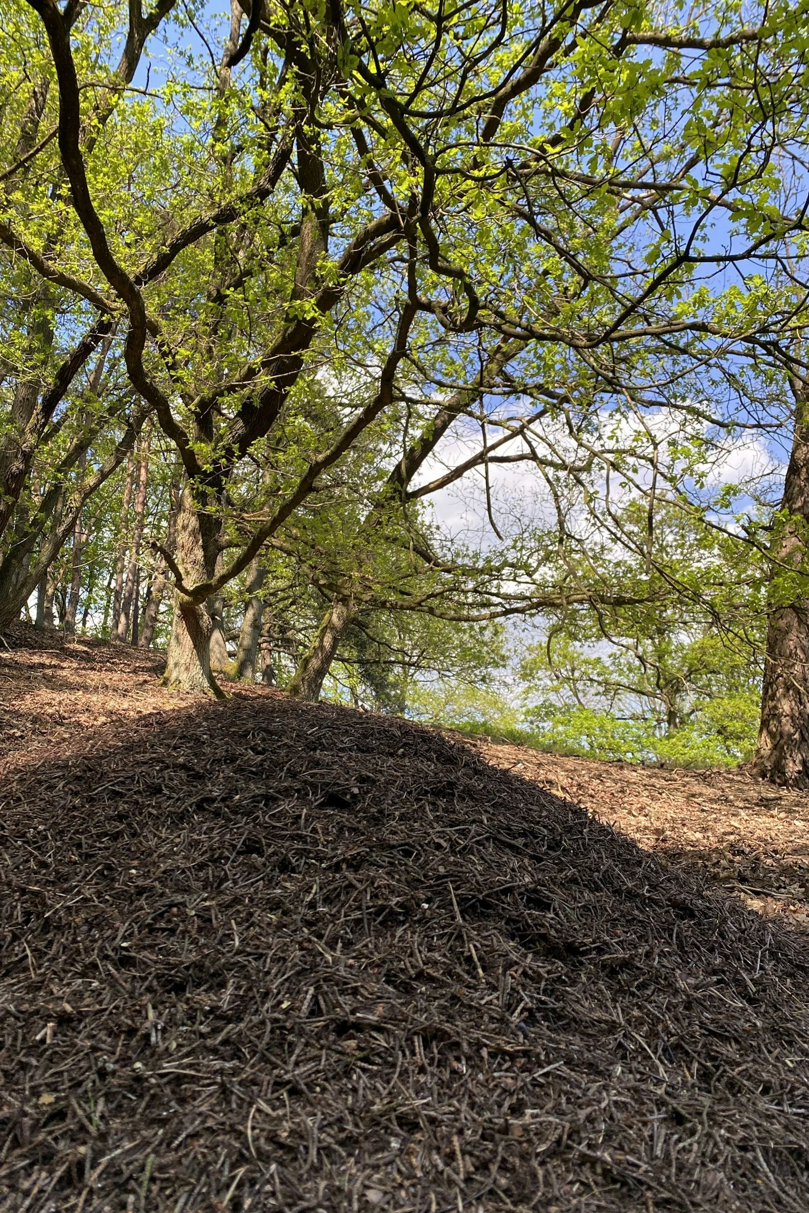Downward view of a forest floor covered with brown mulch, with trees and green leaves overhead, and a blue sky with some clouds visible through the branches.