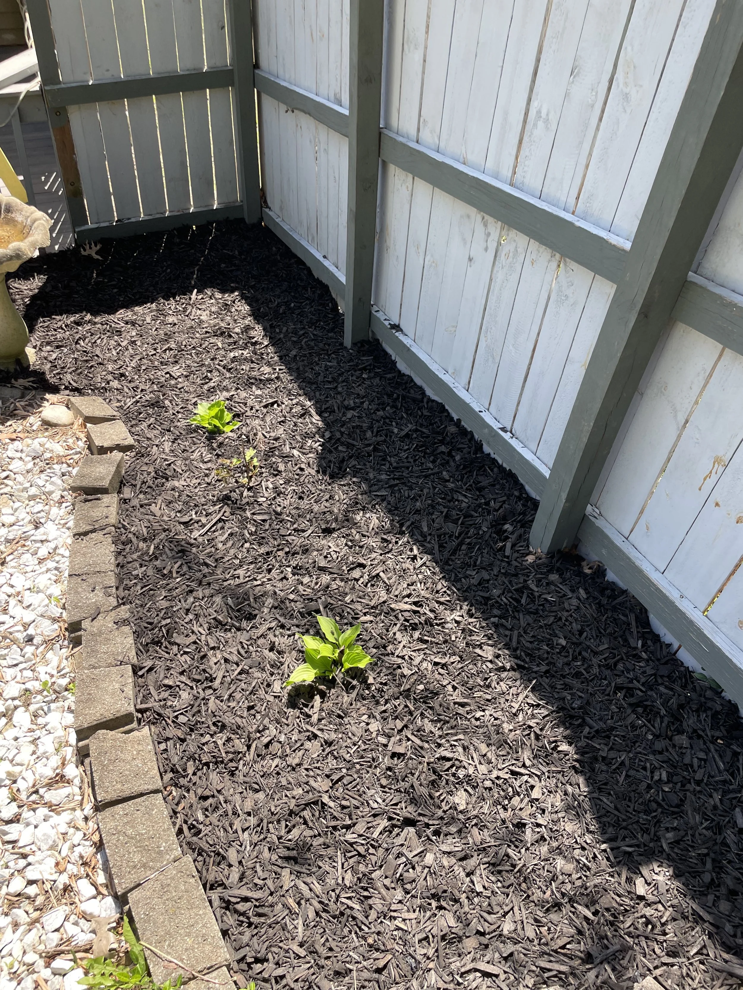A small garden area with freshly planted green plants on dark mulch, bordered by a concrete paver edging and a wooden fence.