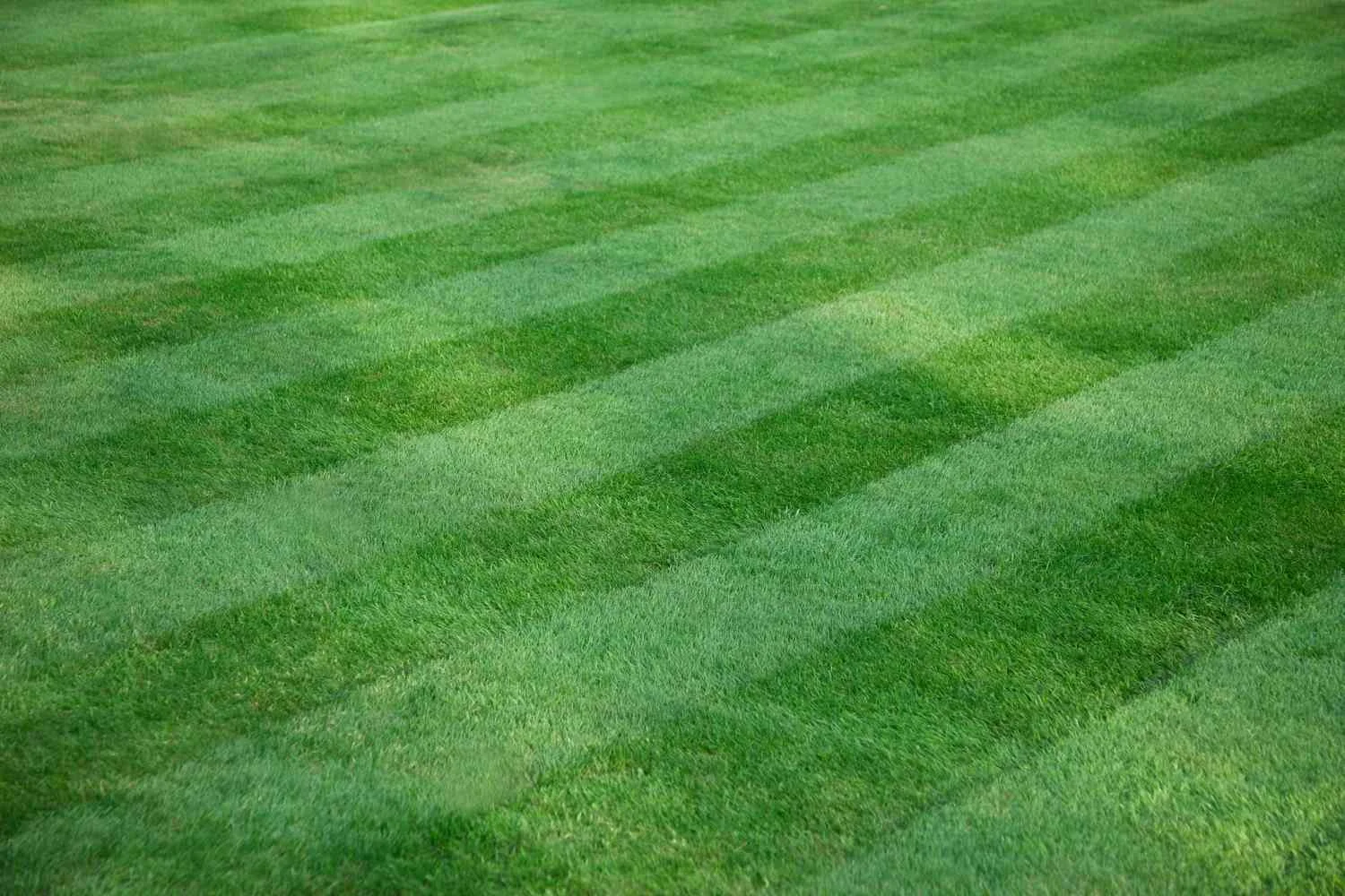 Close-up of freshly mowed green grass with visible stripes.