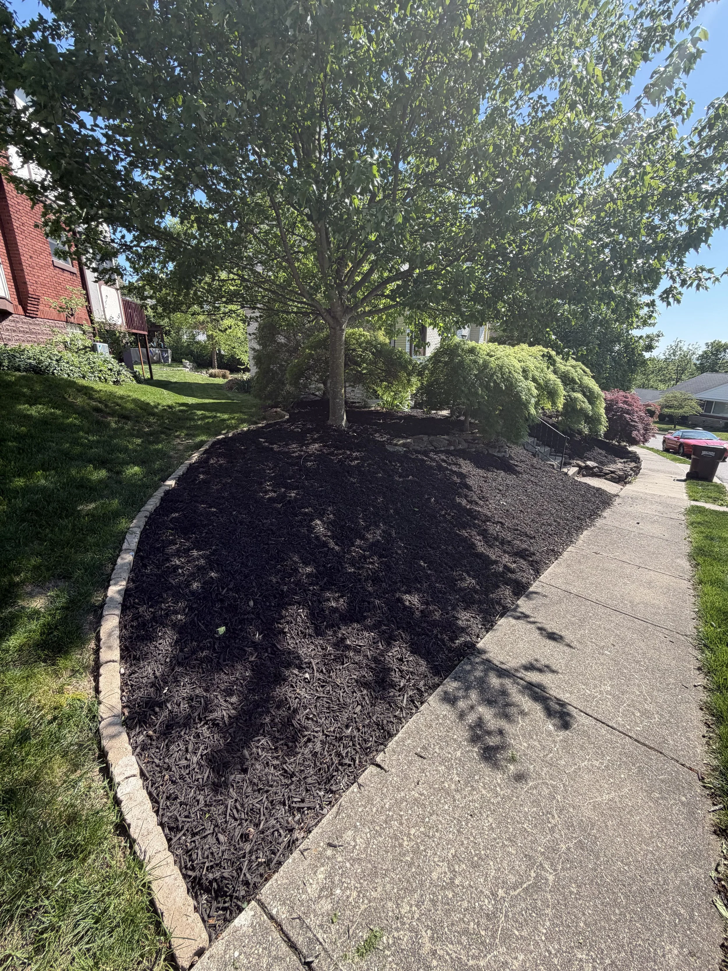 A sidewalk runs alongside a landscaped yard with a large leafy tree, bushes, and mulch, in a residential neighborhood with houses and cars in the background.