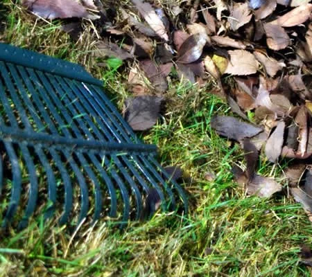 A green plastic rake on grass near a pile of fallen brown leaves.
